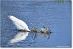 GreatEgret_ChincoteagueNWR_2025Jun_R5C03423