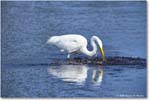 GreatEgret_ChincoteagueNWR_2025Jun_R5C03436