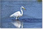 GreatEgret_ChincoteagueNWR_2025Jun_R5C03455