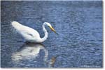 GreatEgret_ChincoteagueNWR_2025Jun_R5C03488