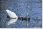 GreatEgret_ChincoteagueNWR_2025Jun_R5C03492