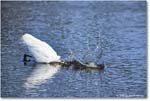 GreatEgret_ChincoteagueNWR_2025Jun_R5C03493