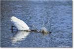 GreatEgret_ChincoteagueNWR_2025Jun_R5C03494