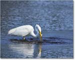 GreatEgret_ChincoteagueNWR_2025Jun_R5C03515