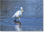 GreatEgret_ChincoteagueNWR_2025Jun_R5C03517