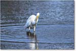 GreatEgret_ChincoteagueNWR_2025Jun_R5C03531