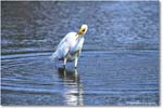 GreatEgret_ChincoteagueNWR_2025Jun_R5C03538