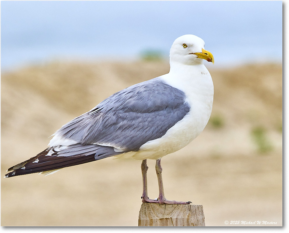 HerringGull_Assateague_2025Jun_R5A25183
