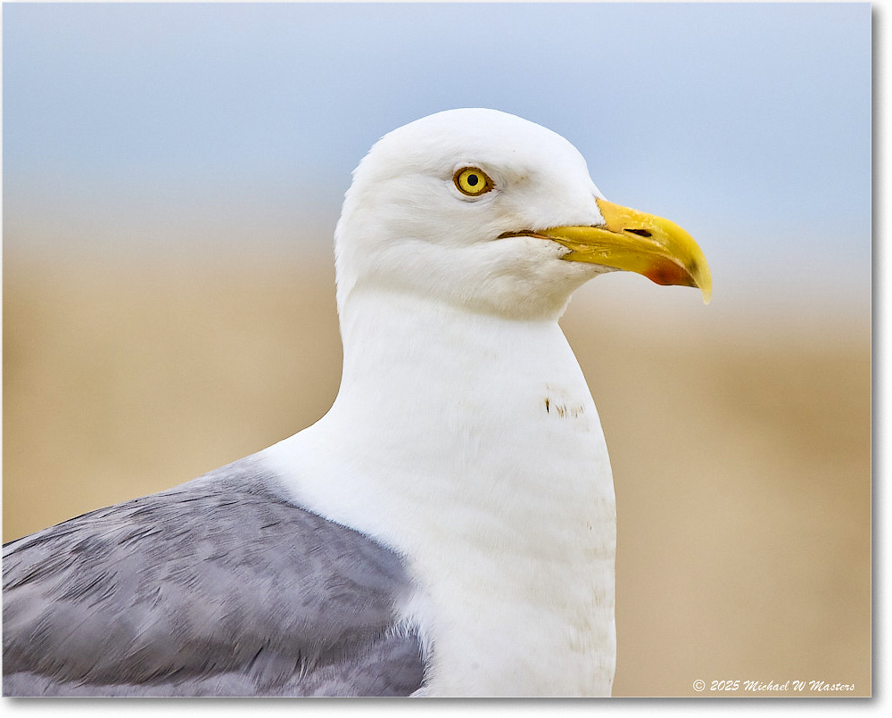 HerringGull_Assateague_2025Jun_R5A25221