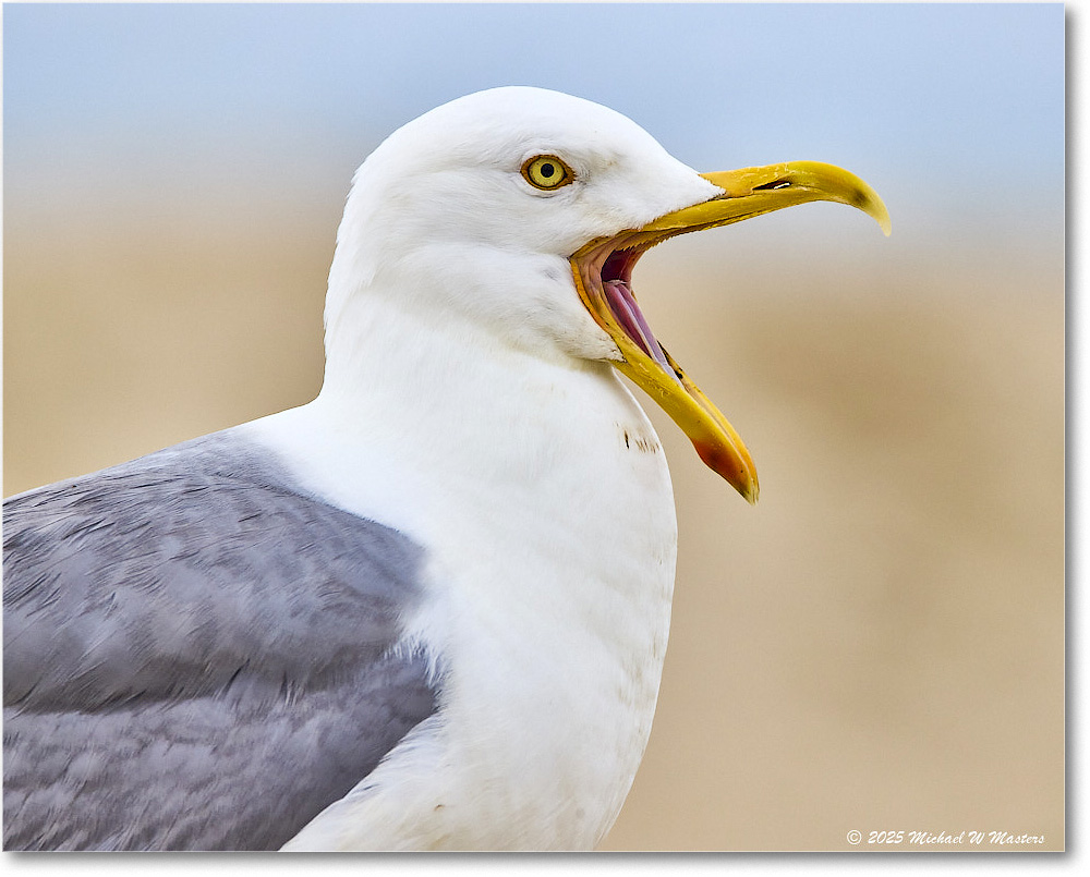 HerringGull_Assateague_2025Jun_R5A25246