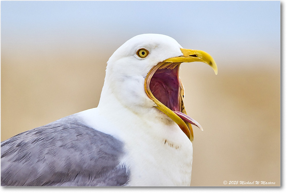 HerringGull_Assateague_2025Jun_R5A25492