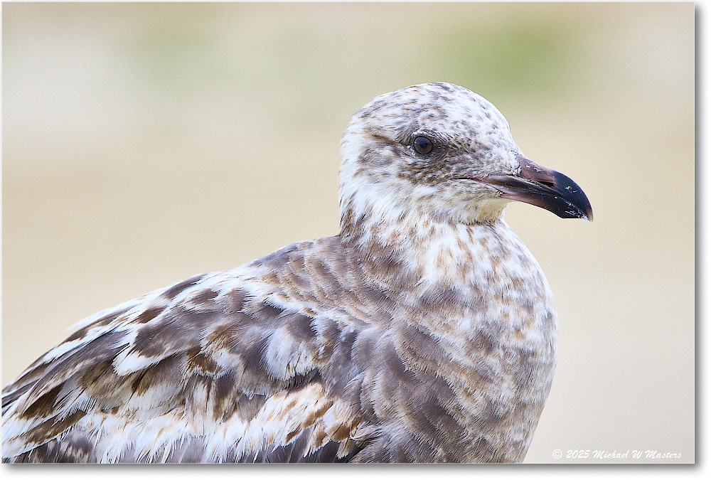 HerringGull_Assateague_2025Jun_R5A25546