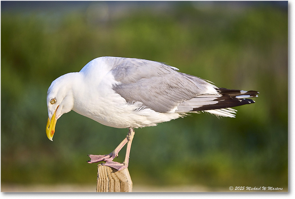 HerringGull_Assateague_2025Jun_R5A25712