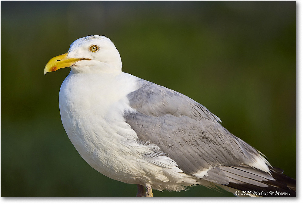 HerringGull_Assateague_2025Jun_R5A25742
