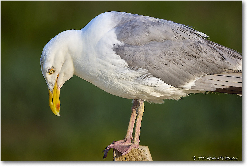HerringGull_Assateague_2025Jun_R5A25753