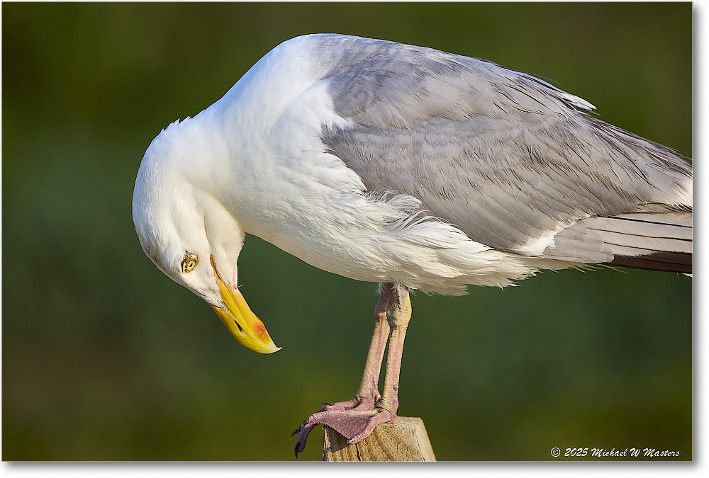 HerringGull_Assateague_2025Jun_R5A25758