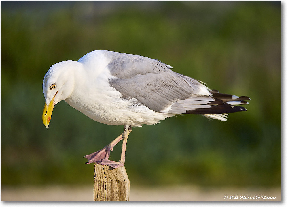 HerringGull_Assateague_2025Jun_R5A25769
