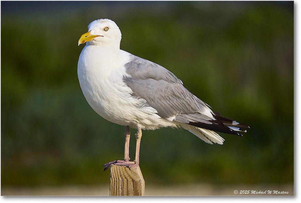 HerringGull_Assateague_2025Jun_R5A25793