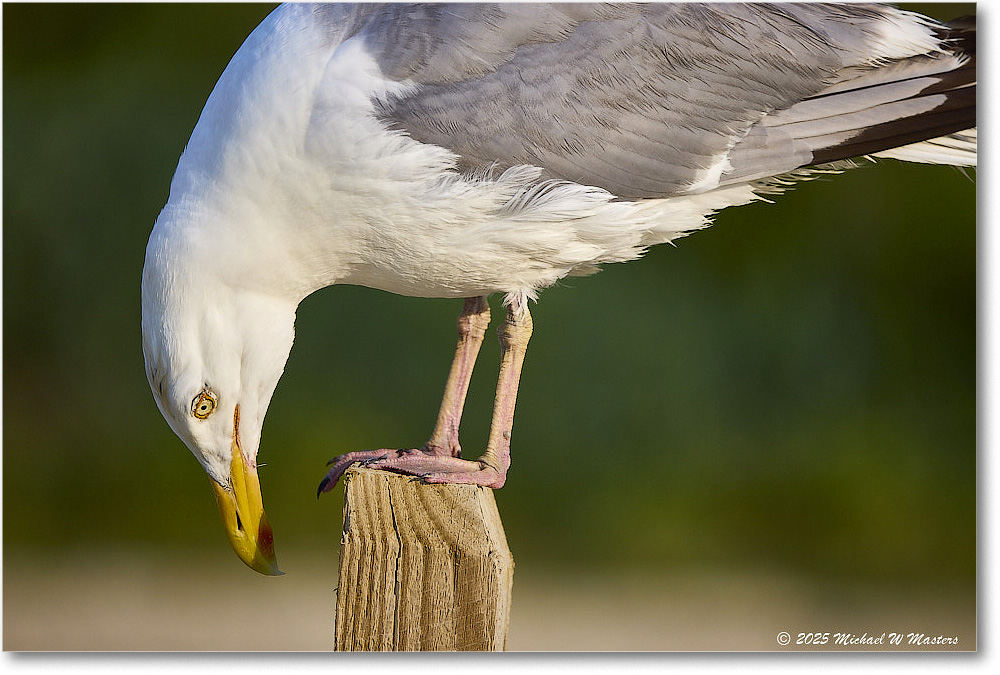 HerringGull_Assateague_2025Jun_R5A25836