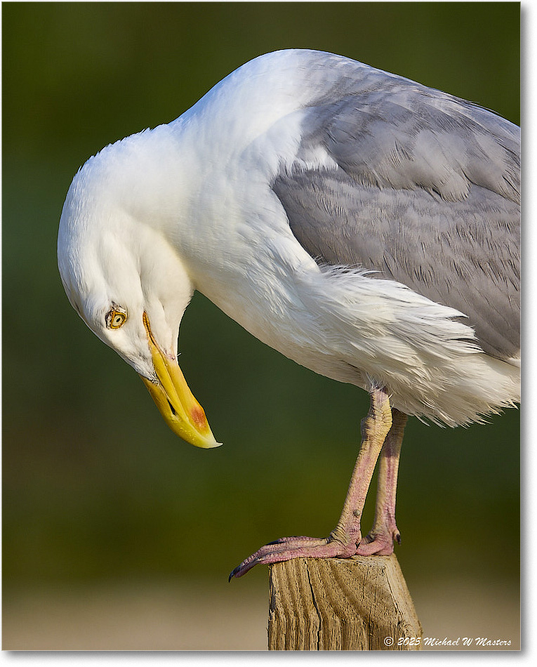 HerringGull_Assateague_2025Jun_R5A25867