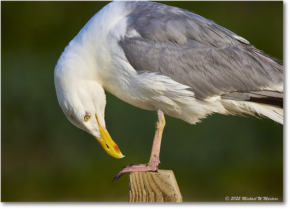 HerringGull_Assateague_2025Jun_R5A25873