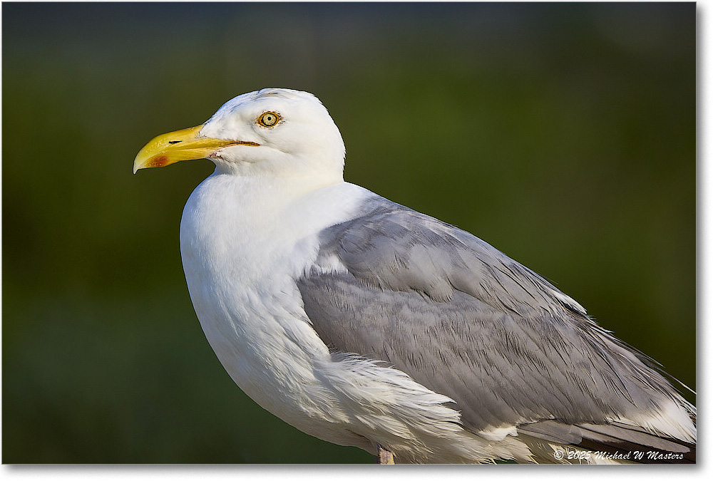 HerringGull_Assateague_2025Jun_R5A25921