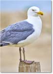 HerringGull_Assateague_2025Jun_R5A25166