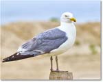 HerringGull_Assateague_2025Jun_R5A25183