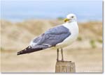 HerringGull_Assateague_2025Jun_R5A25199