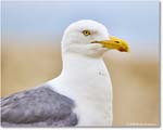 HerringGull_Assateague_2025Jun_R5A25221