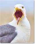HerringGull_Assateague_2025Jun_R5A25322