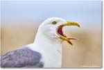 HerringGull_Assateague_2025Jun_R5A25508
