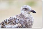 HerringGull_Assateague_2025Jun_R5A25546