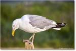 HerringGull_Assateague_2025Jun_R5A25712