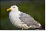 HerringGull_Assateague_2025Jun_R5A25742