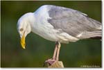 HerringGull_Assateague_2025Jun_R5A25753