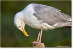 HerringGull_Assateague_2025Jun_R5A25758