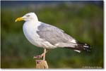 HerringGull_Assateague_2025Jun_R5A25764