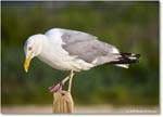 HerringGull_Assateague_2025Jun_R5A25769