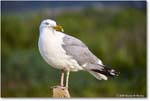 HerringGull_Assateague_2025Jun_R5A25788