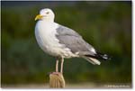 HerringGull_Assateague_2025Jun_R5A25793