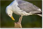 HerringGull_Assateague_2025Jun_R5A25816