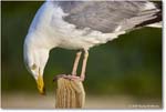 HerringGull_Assateague_2025Jun_R5A25836