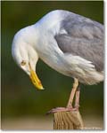 HerringGull_Assateague_2025Jun_R5A25867