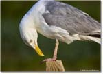 HerringGull_Assateague_2025Jun_R5A25873