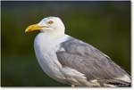 HerringGull_Assateague_2025Jun_R5A25921