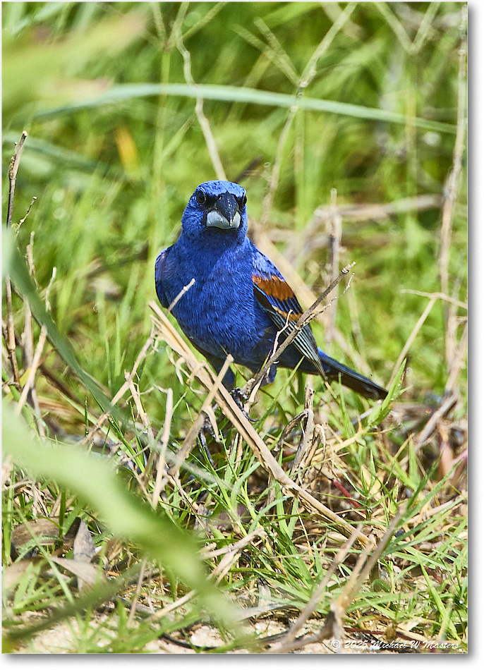 BlueGrosbeak_Assateague_2025Jun_R5D01982