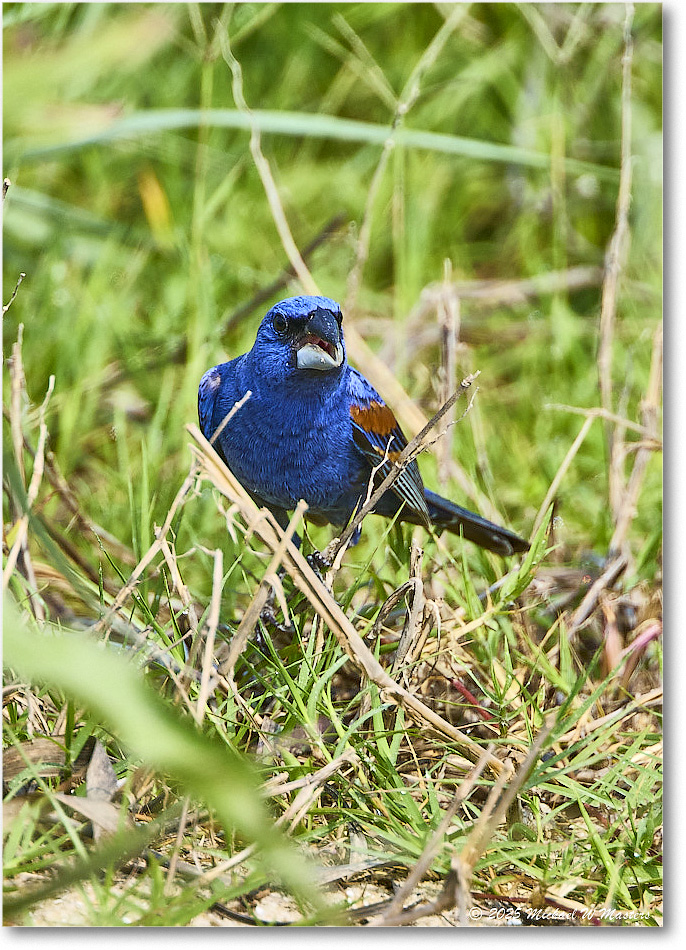 BlueGrosbeak_Assateague_2025Jun_R5D01983
