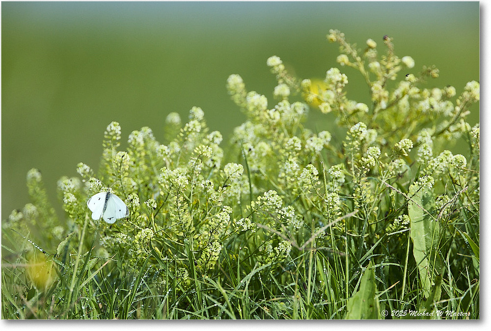 Butterfly_Assateague_2025Jun_R5D01985