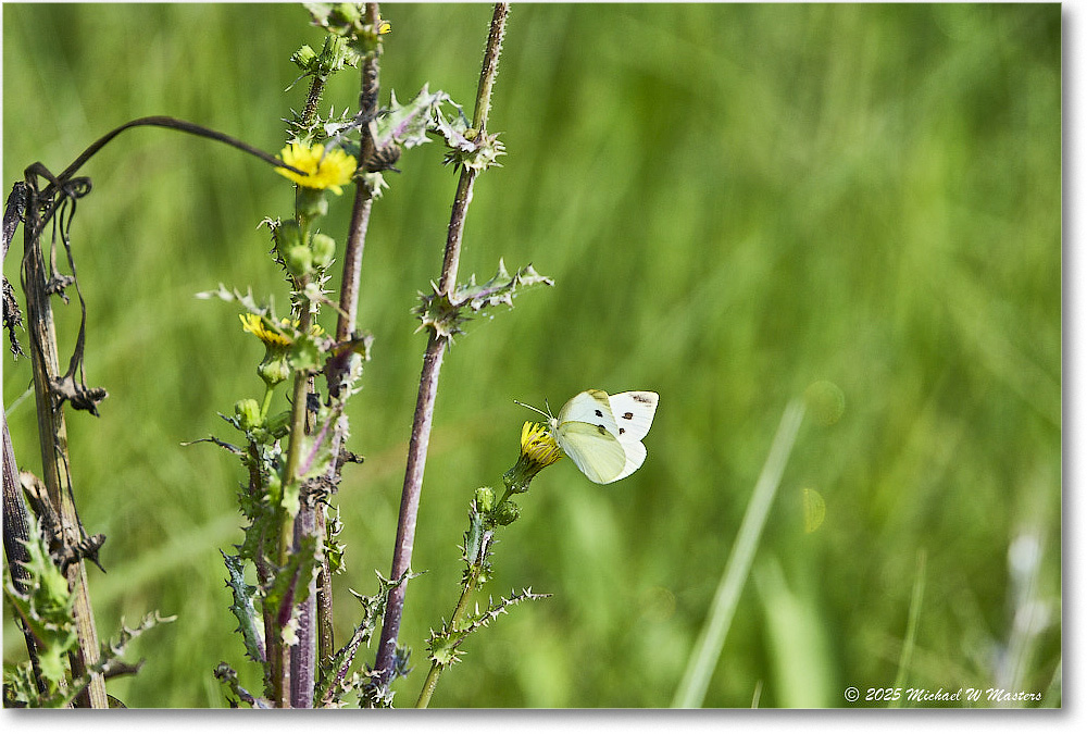 Butterfly_Assateague_2025Jun_R5D01986
